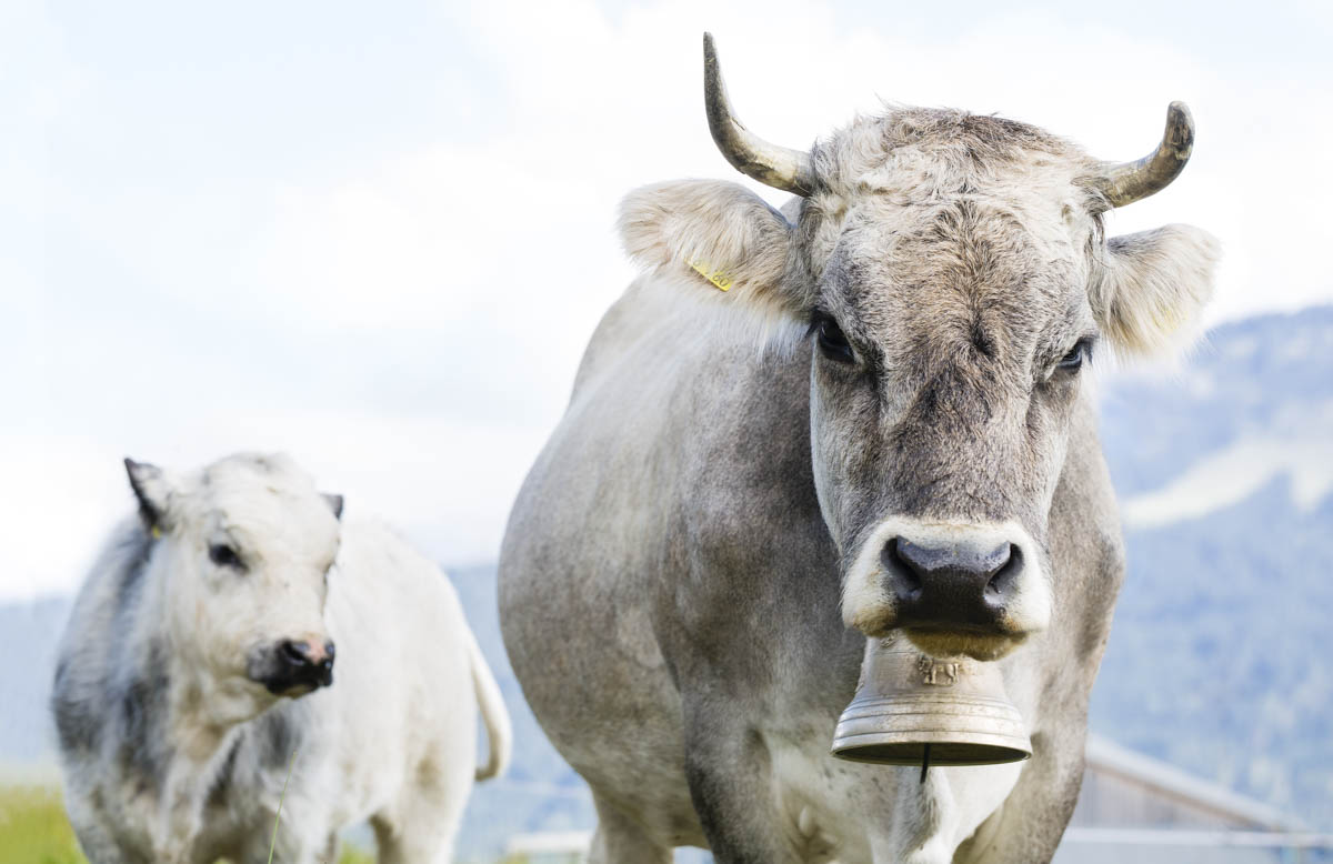 Kuhbilder in Farbe: Allgäuer Alpenkuh mit Kalb auf der Weide