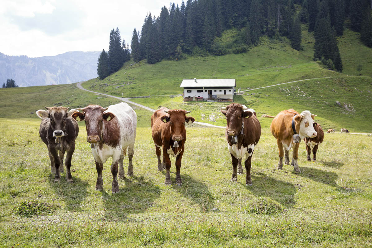 Farbenfrohe Allgäuer Kuhherde auf der Weide
