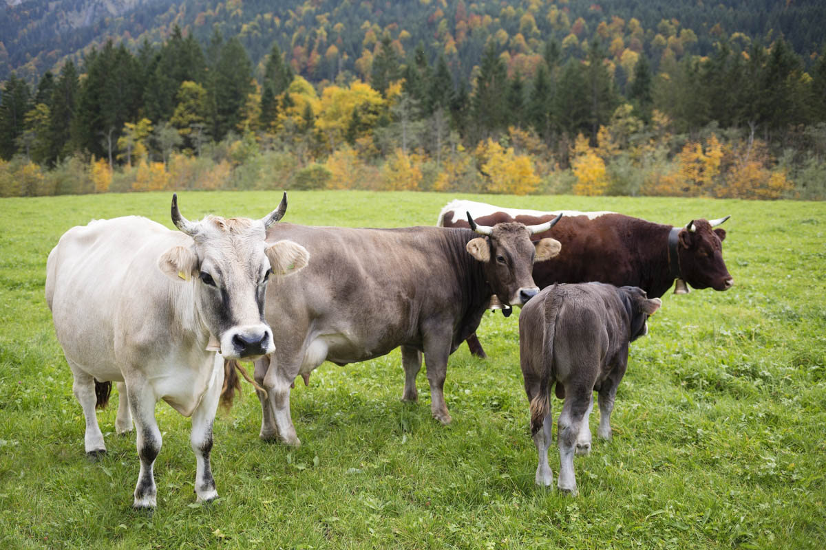Kuhportraits auf herbstlicher Allgäuer Almwiese