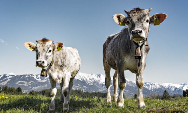 Kuhbilder in Farbe – Eine bunte Reise durchs Allgäu