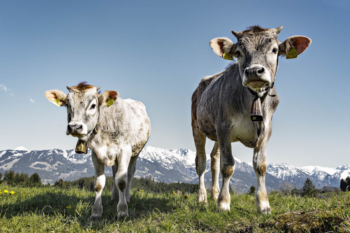 Junge Kälbchen auf einer Allgäuer Bergweide