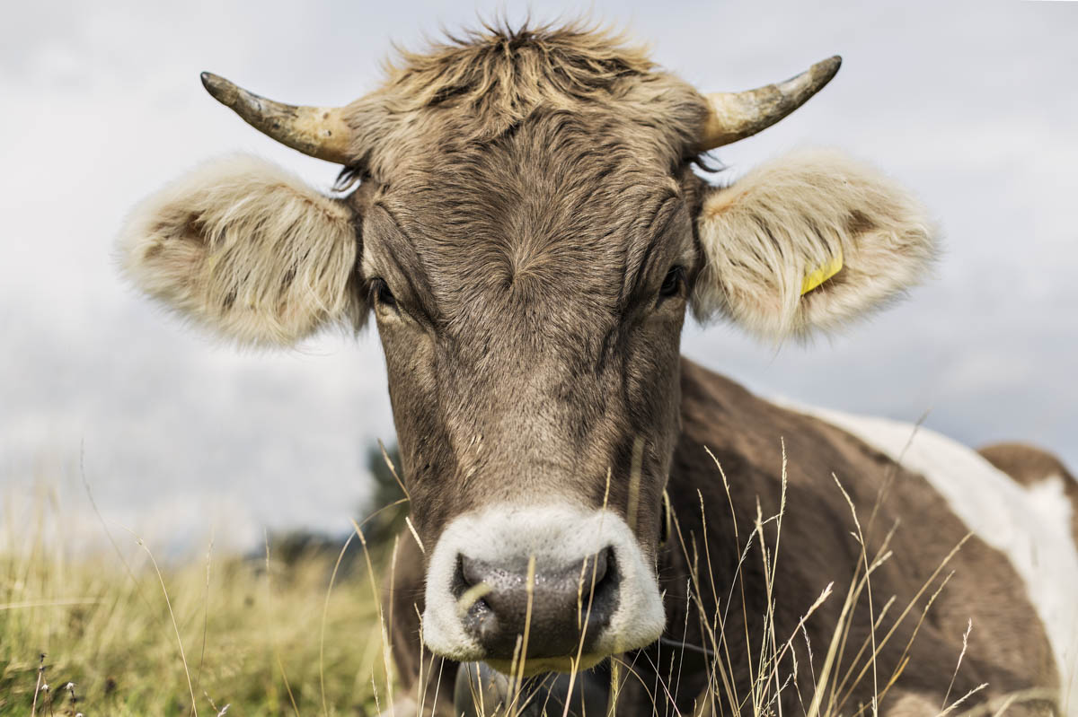 Allgäuer Kuh im Gras mit Blick in die Kamera