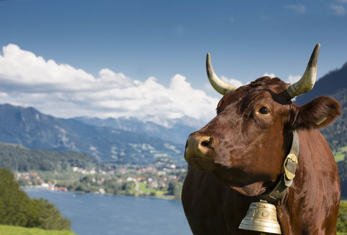 Rote Allgäuer Kuh mit Blick auf den Alpsee