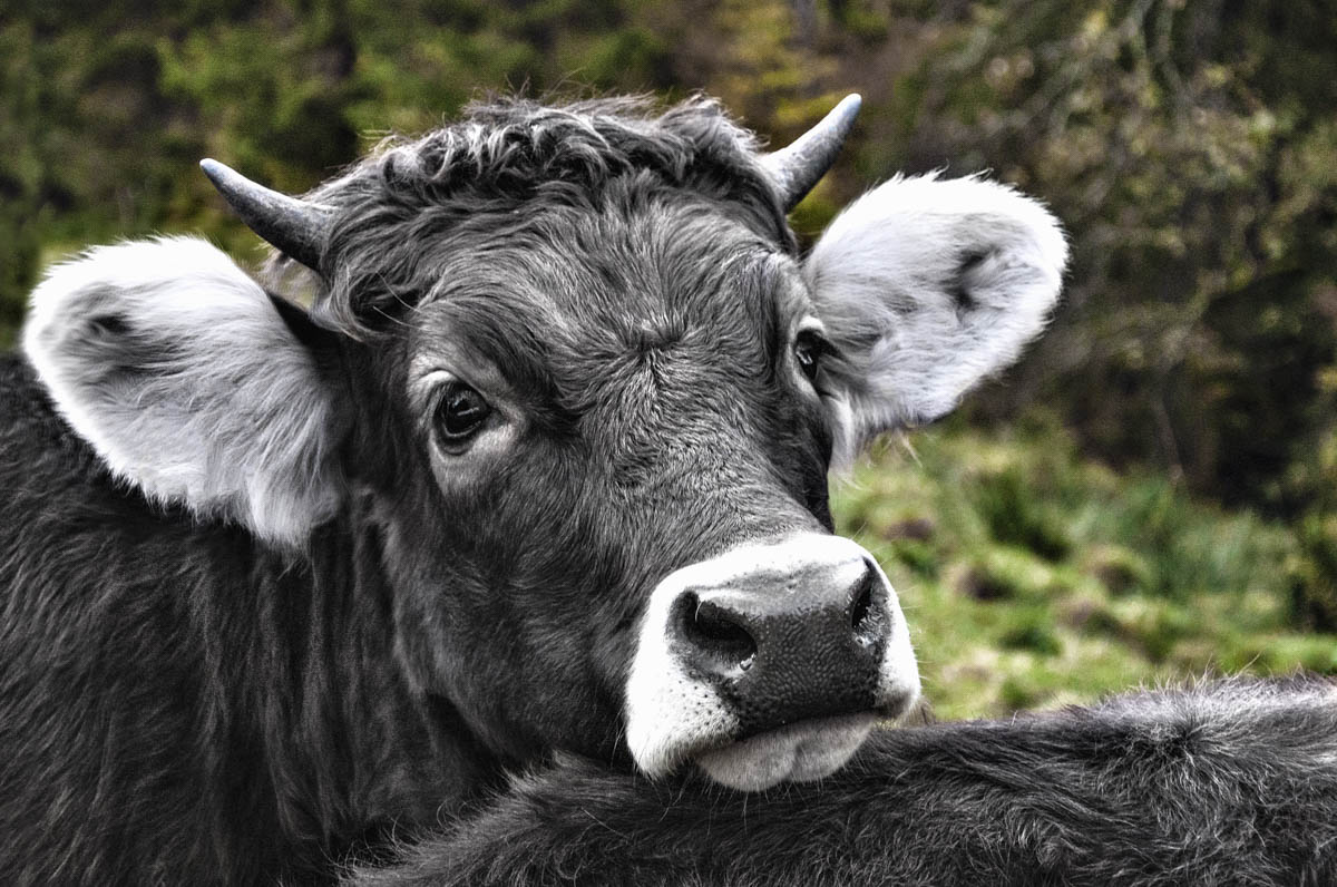 Freches Kuhportrait mit keckem Blick im Allgäu