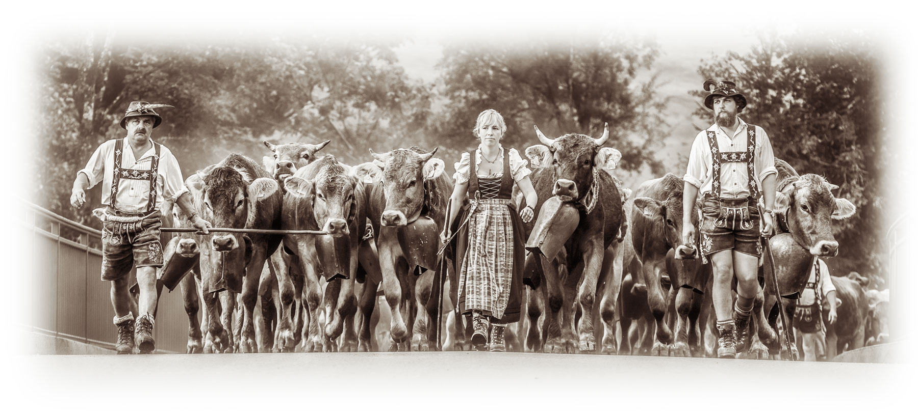 Allgäuer Kuhbilder – Almabtrieb mit Kühen und Hirten in traditioneller Tracht, festgehalten in ausdrucksstarker Schwarzweiß-Fotografie.