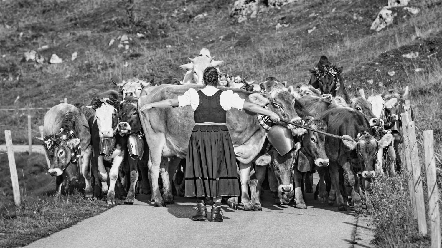 Authentisches Kuhbild Stopp – Leinwand im Empfangsbereich einer Polizeibehörde 
